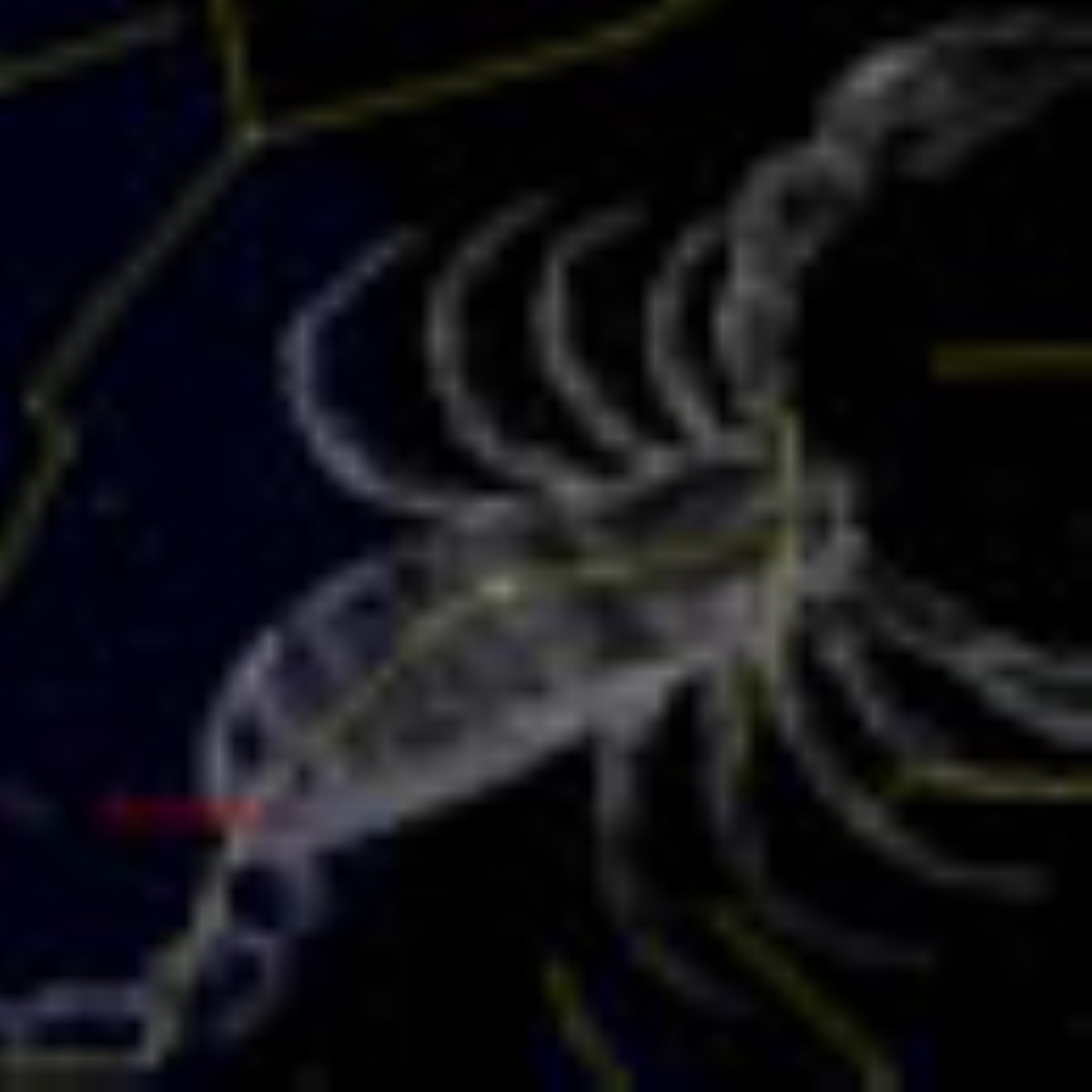 ویژه نامه صورت فلکی - مقالات صورت فلکی