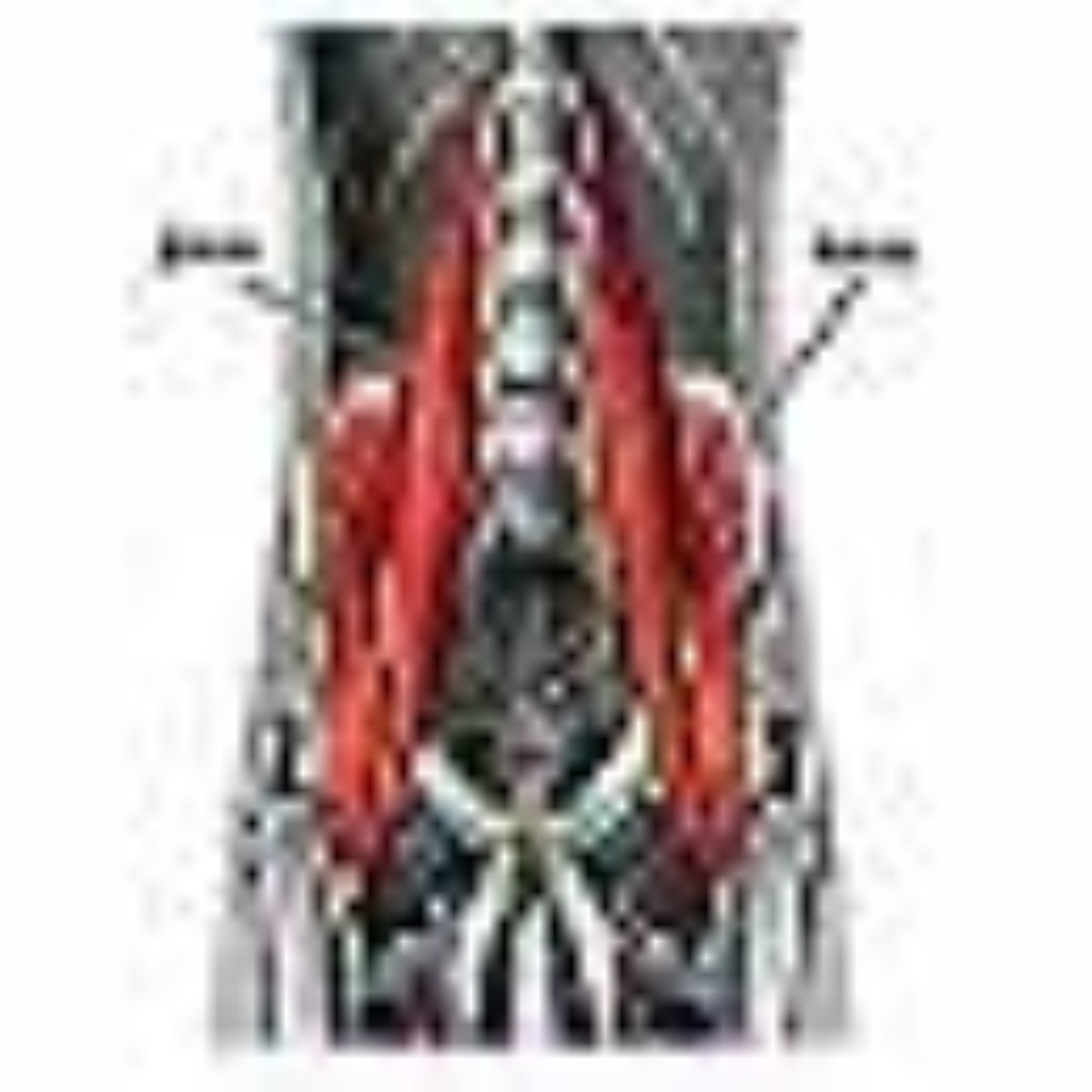ویژه نامه اسیب های ورزشی-مقالات ورزشی