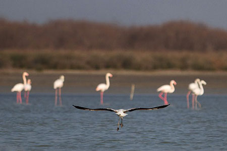 Maharlu Lake