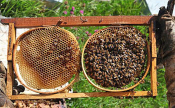 Ancient Persian Celebrations