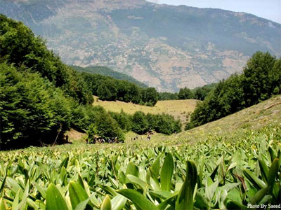  Dohezar Forest – Tonekabon