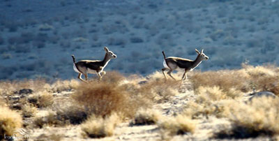 Kolah Ghazi National Park
