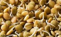 The amazing secrets of sprouts