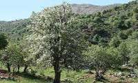 Spring’s miracle in Iran’s unique nature