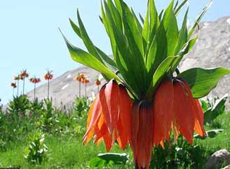Spring’s miracle in Iran’s unique nature