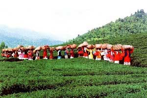      Tourist attractions in Gilan and Lahijan