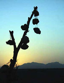    Trees with rock sprouts