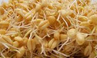  Various Sprouts 