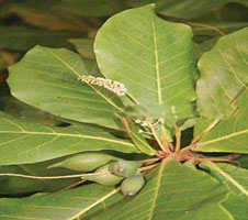   Winter in martial mountains and pink lake