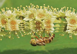   Winter in martial mountains and pink lake