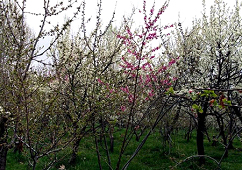 Baghrud , most famous natural resort in Neyshabur