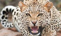 EPO’s actions to plan to save Persian leopard