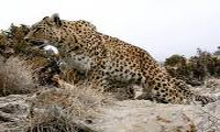  Insurance for Persian leopard