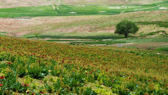 Inverted tulips fields in Chelgard
