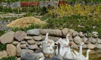  A wander around Tehran’s birds’ garden
