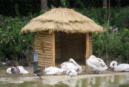  A wander around Tehran’s birds’ garden