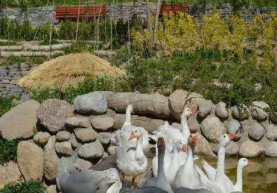  A wander around Tehran’s birds’ garden