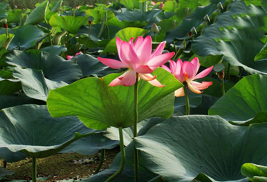   Anzali port, Iran’s European heaven 