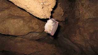 Land of hanging bats