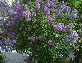 Ghadir Garden in Isfahan