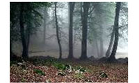  Trip to forest of angels/ immersed in fog and beauty