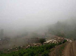  Trip to forest of angels/ immersed in fog and beauty