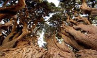 World's oldest trees in Yazd